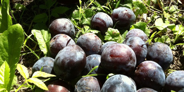 Produits en Alsace